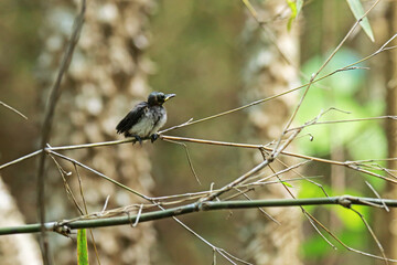 The  baby of Black-naped Monarch in nature.