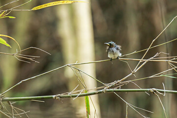The  baby of Black-naped Monarch in nature.