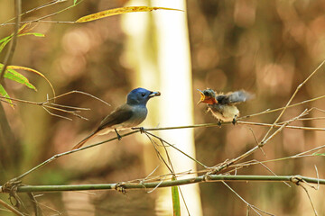 The Black-naped Monarch feeding a baby in nature.
