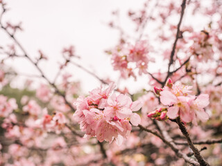 sakura trees, pink cherry blossom