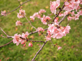 sakura trees, pink cherry blossom