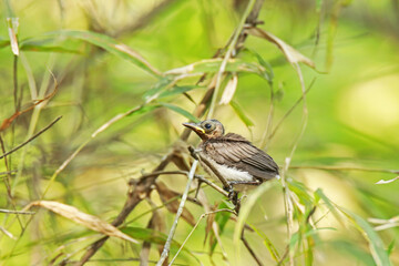 The  baby of Black-naped Monarch in nature.