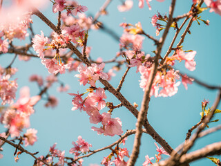 sakura trees, pink cherry blossom