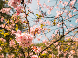 sakura trees, pink cherry blossom