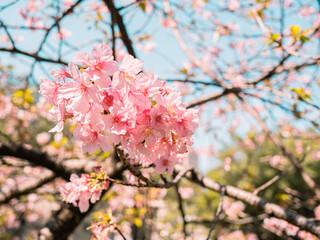 sakura trees, pink cherry blossom