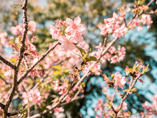 sakura trees, pink cherry blossom