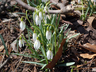 Blooming  snowdrops in the forest