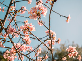 sakura trees, pink cherry blossom