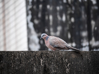 Focus of pigeon cling on cement roof