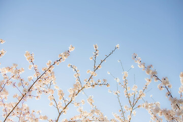 桜と青空