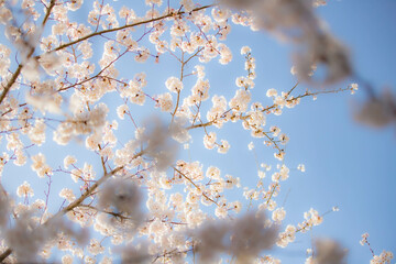 桜と青空