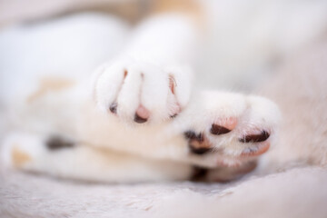 Fototapeta premium 子猫の手