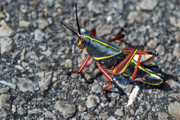 Locust Grasshopper Sitting On Hot Sidewalk