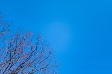 branches against sky