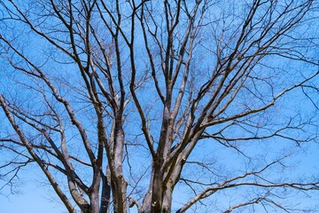 tree branches against blue sky