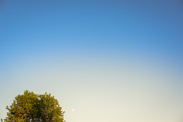 Obraz premium Treetop, moon and sky at sunset.