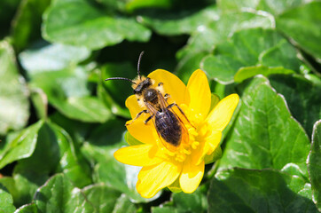 bee on yellow flower