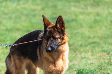The dog is pulled on a leash.