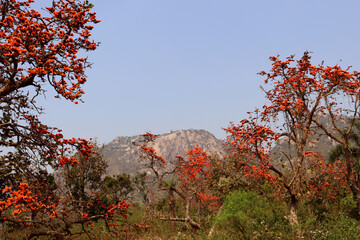 Palash flower and palash tree garden near Trikut Pahar,Tourist place, the flame of the forest,Closeup and blur background,Orange-Yellow colour,Natural beauty of spring time