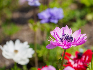 Fototapeta premium 桜の次はアネモネ畑へ