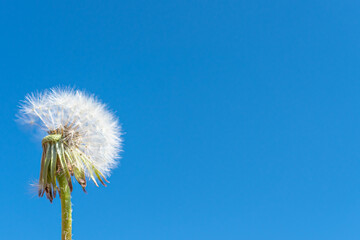 Background for text and blue sky and white dandelion.