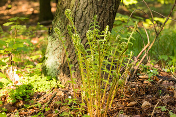 młode zielone paprocie w lesie