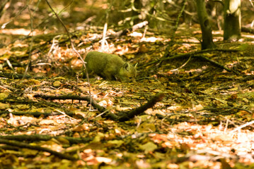 młody lisek w lesie