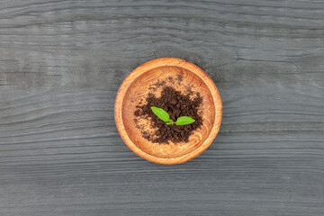 A green sprout grows from the ground. Concept: profit, interest, credit.