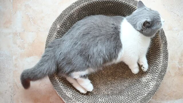 a British short hair cat lying on a corrugate cat scratche