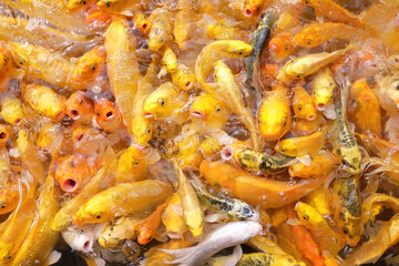 Many koi fish swim in the pond.