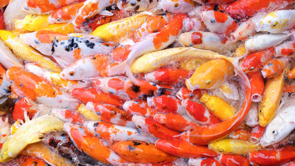 Many koi fish swim in the pond.