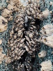 Barnacles