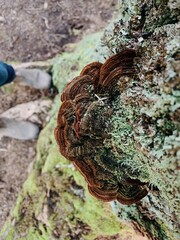 Lichen in forest
