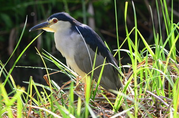 那覇のゴイサギ3 Night heron in Naha 3
