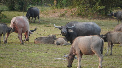 Fototapeta premium buffalo 