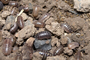 Wood Louse, Slater  (sp. Isopoda) 'Porcellio scaber'.