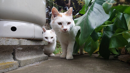 野良猫
