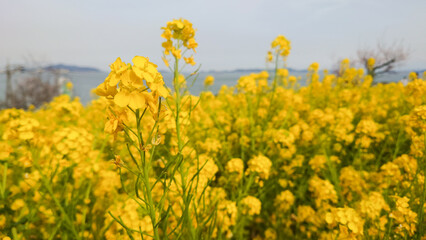 Obraz premium 菜の花