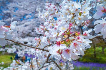 満開のソメイヨシノという美しい桜