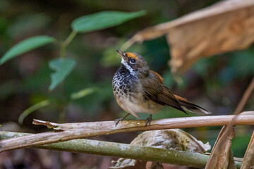Rufous Fantail in Queensland Australia