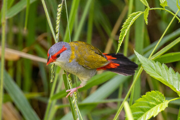 Red-browed Finch in Queensland Australia