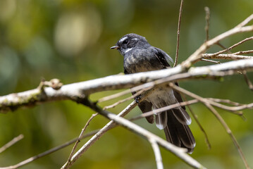 Northern Fantail in Queensland Australia