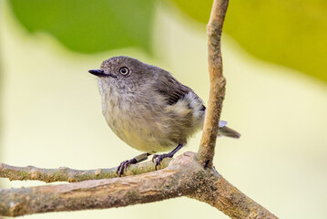 Mountain Thornbill in Queensland Australia