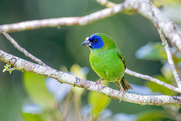 Blue-faced Parrot Finch in Queensland Australia