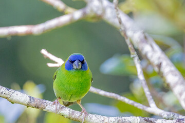 Blue-faced Parrot Finch in Queensland Australia