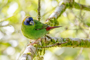 Blue-faced Parrot Finch in Queensland Australia
