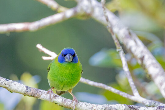 Blue-faced Parrot Finch in Queensland Australia