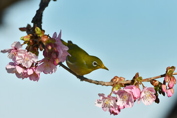 河津桜のメジロ