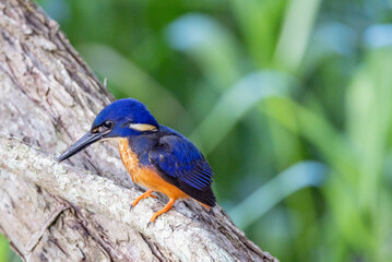 Azure Kingfisher in Queensland Australia