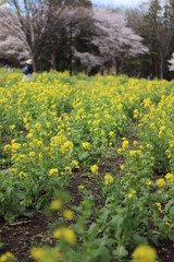 菜の花畑